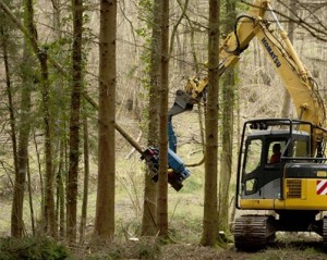 Our Woodland Sussex