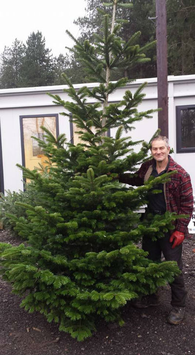 Balcombe Sawmill - Christmas Trees