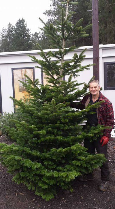 christmas trees in west sussex balcombe estate sawmill christmas trees in west sussex balcombe estate sawmill