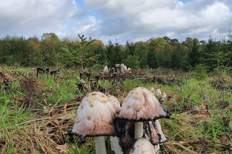 Balcombe Estate Funghi Funghi in Brushland