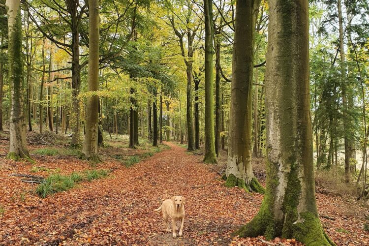 Balcombe Estate Woodland Woodland Walk