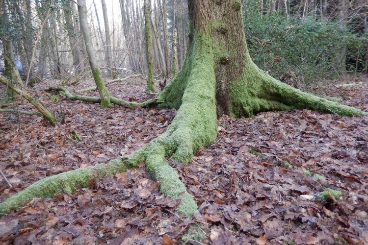 Woodland Floor Woodland Floor