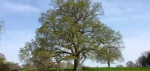 Ancient Tree
