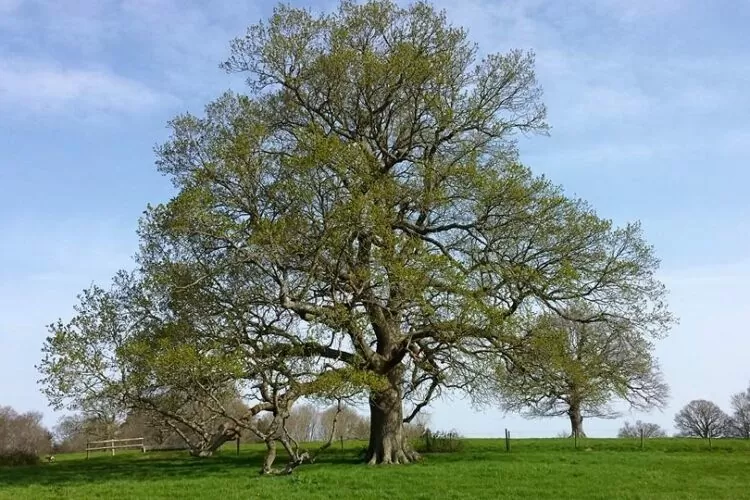 Ancient Tree Ancient Tree