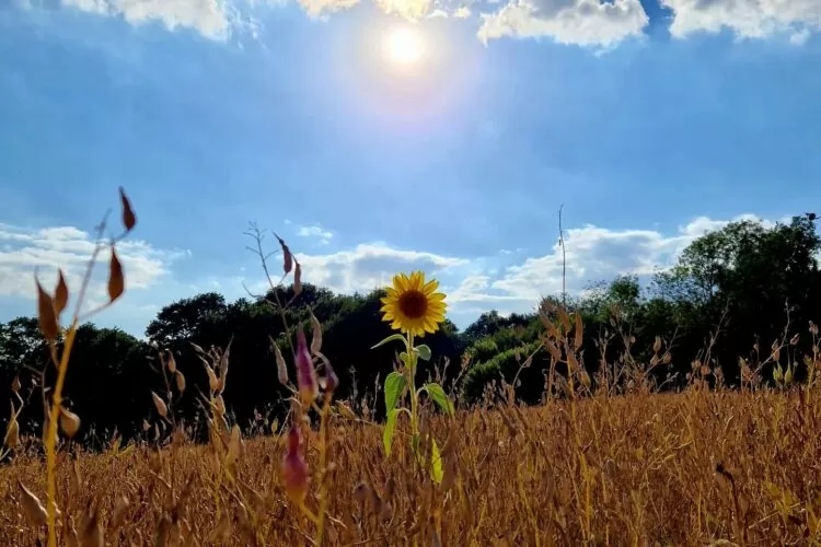 Meadow Sunflower Field with sunflower