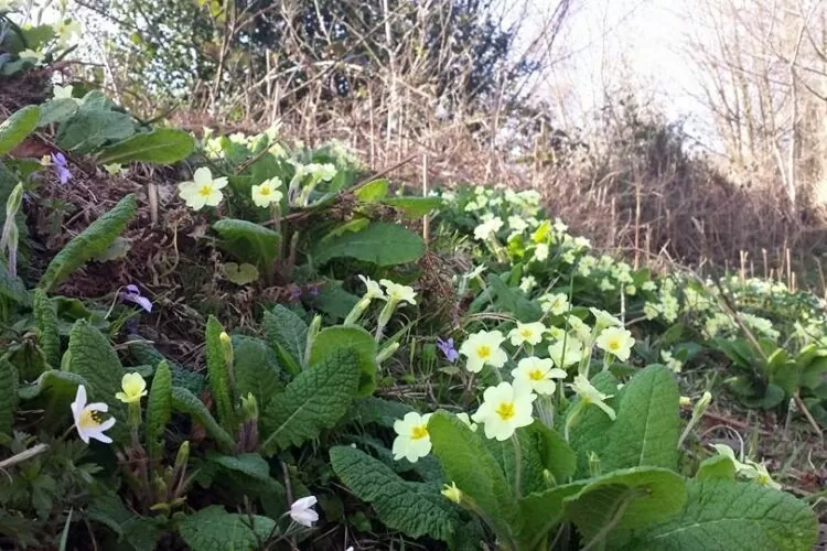 Wood Anenomes Wood Anenomes
